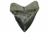 Bargain, Fossil Megalodon Tooth - South Carolina #365804-1